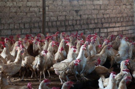 � ������� ������� �������� ������