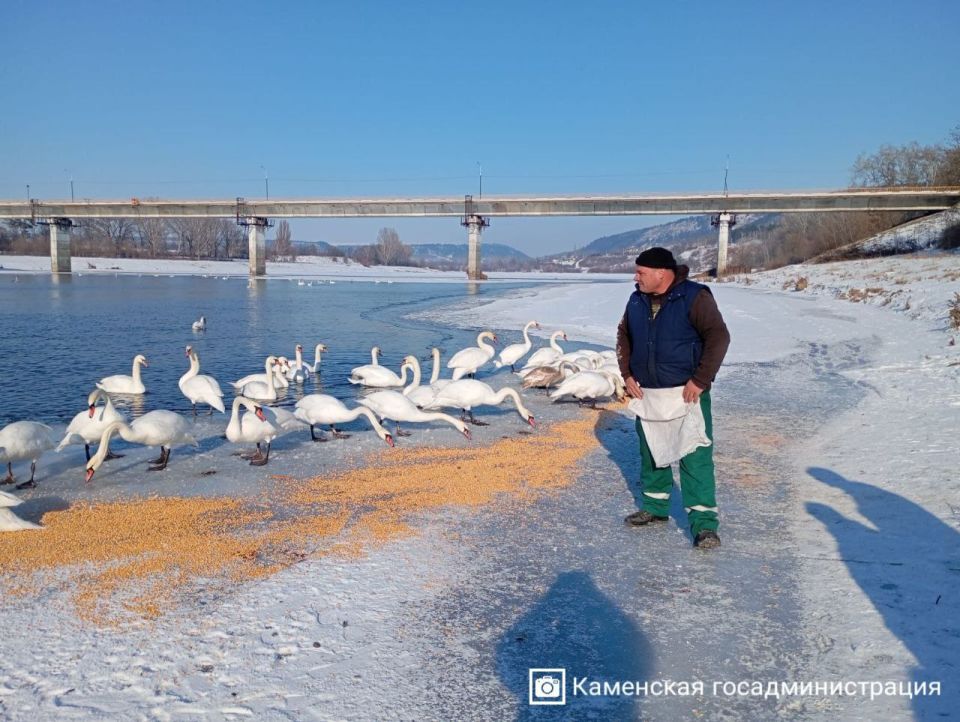 Экоактивисты призывают помочь лебедям в Каменке и Рыбнице