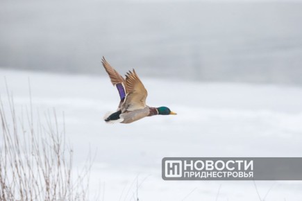 ������ ���� �� ����� � ��������� ���������� ����������������� ���� �������