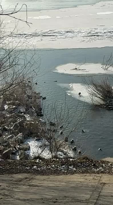 Круговорот уток в природе заметили в Приднестровье