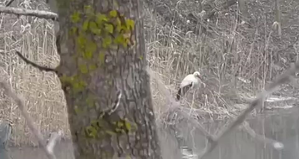 Аисты остались зимовать в Приднестровье, хотя раньше улетали греться в Африку