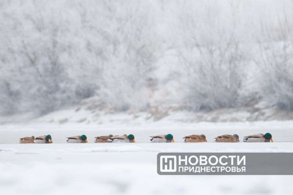 ������ ���� �� ����� � ��������� ���������� ����������������� ���� �������