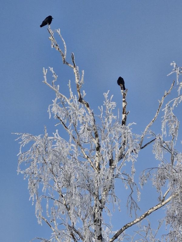 ������ ������� ����������� (���������������� �����)