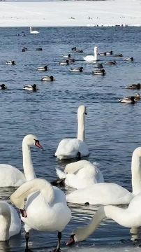 ������ ������ � ��� �������� ���������