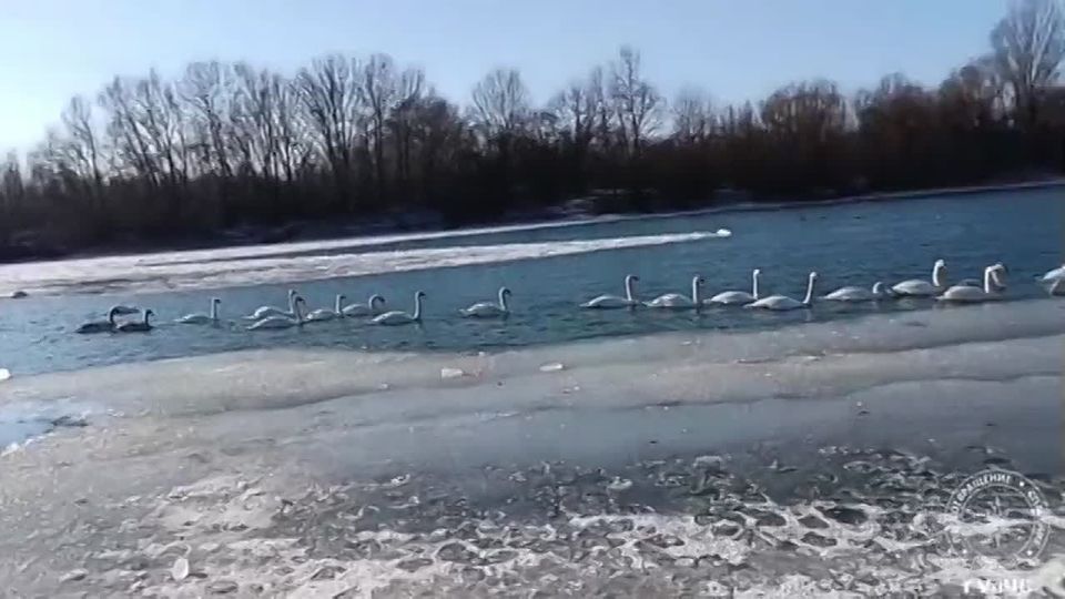 Немного лебединой красоты на фоне красивой музыки прислали слободзейские пожарные