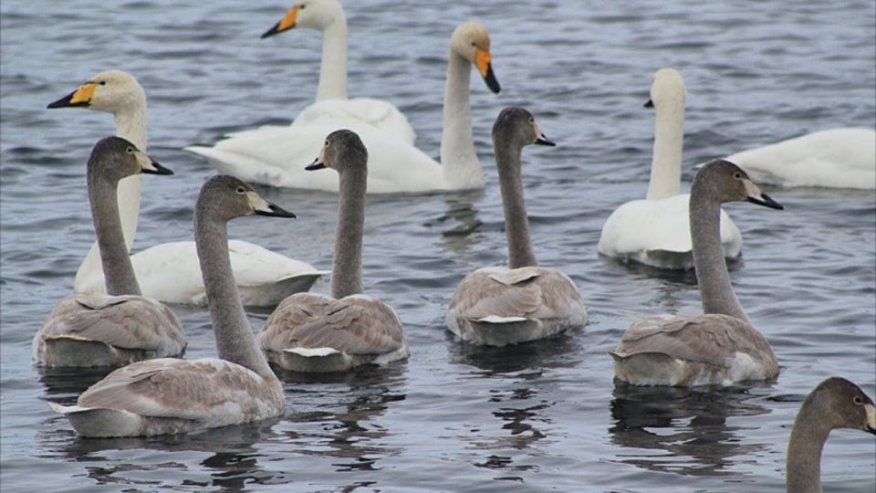 ������ ����� � ����� ������� ������� � ���� ���������� ����: ����� �������� � �����-���-����