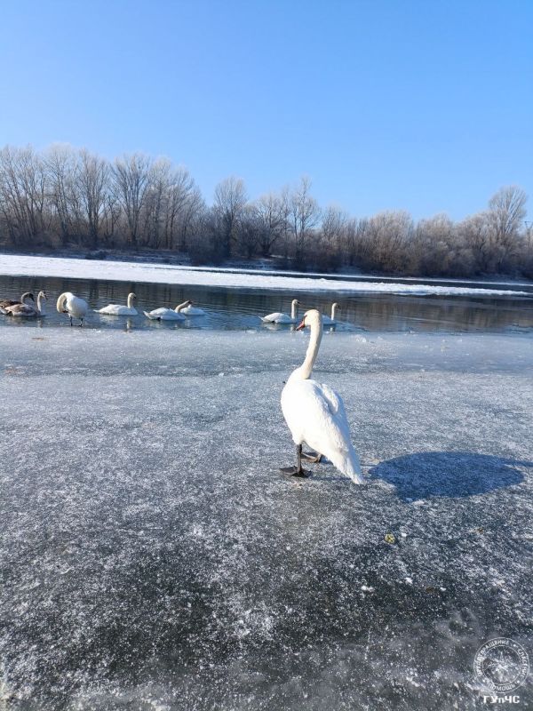 Немного лебединой красоты на фоне красивой музыки прислали слободзейские пожарные Немного лебединой красоты на фоне красивой музыки прислали слободзейские пожарные