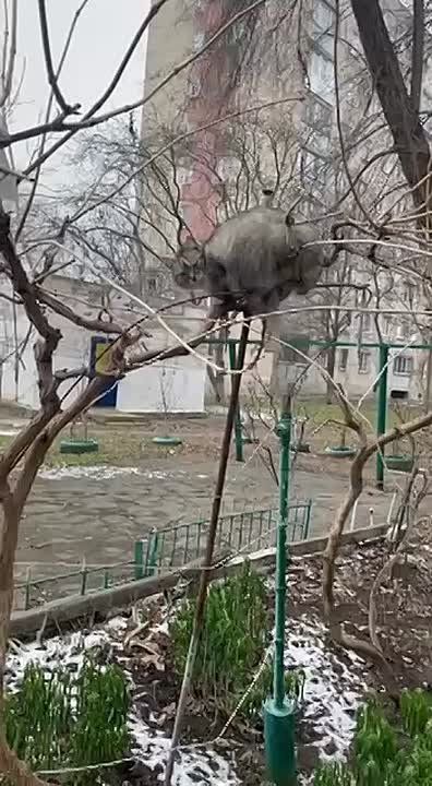 Коты прилетели, как только в Приднестровье потеплело