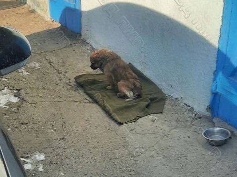Обмороженные руки и ноги, сгоревший сарай и стрельба в пекинеса Бобика — сводка МВД, ГУпЧС и ГАИ