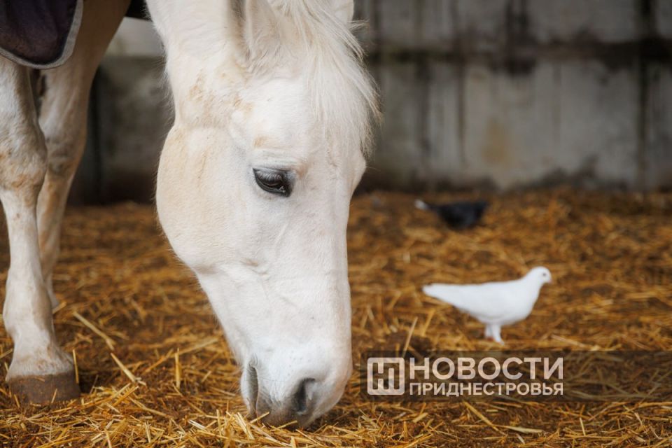 Выражение «конь в пальто» чаще звучит как шутка Выражение «конь в пальто» чаще звучит как шутка