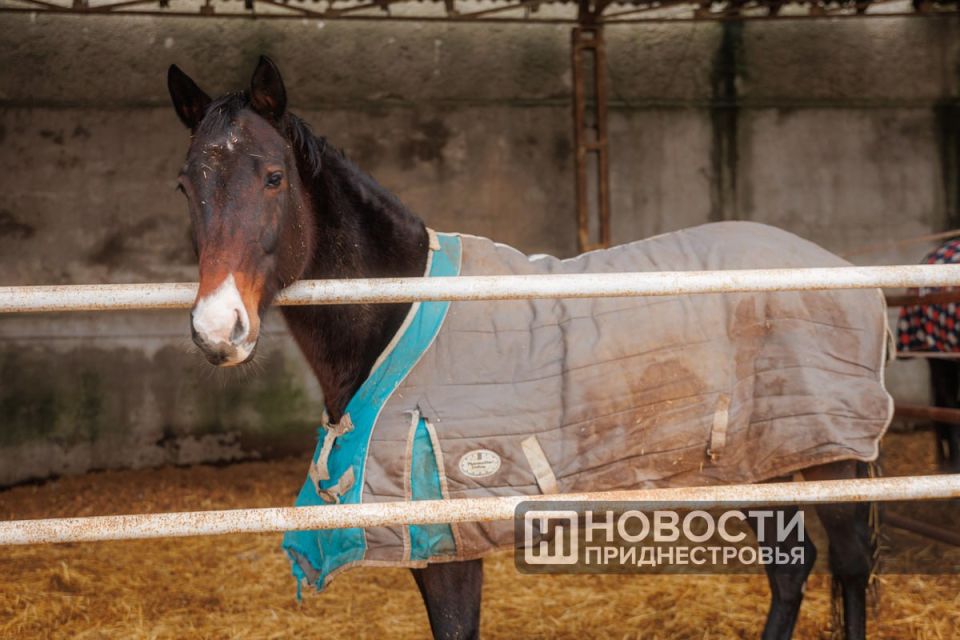 Выражение «конь в пальто» чаще звучит как шутка Выражение «конь в пальто» чаще звучит как шутка