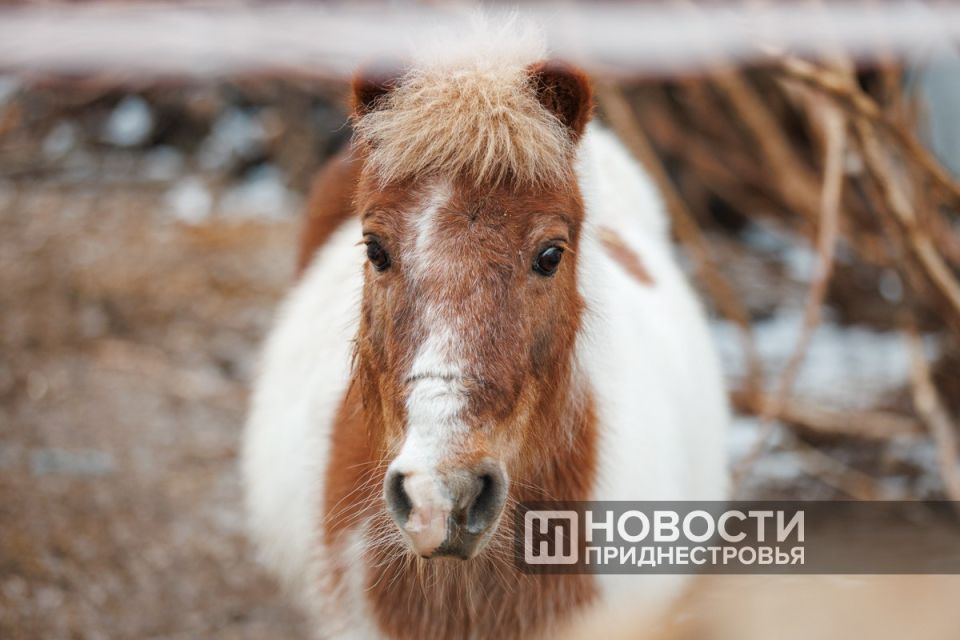 Выражение «конь в пальто» чаще звучит как шутка Выражение «конь в пальто» чаще звучит как шутка