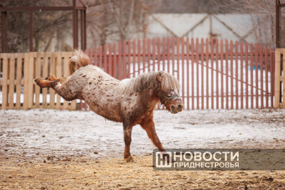 Выражение «конь в пальто» чаще звучит как шутка Выражение «конь в пальто» чаще звучит как шутка