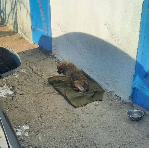 Житель Каменского района выстрелил из пневматического ружья в соседского пекинеса