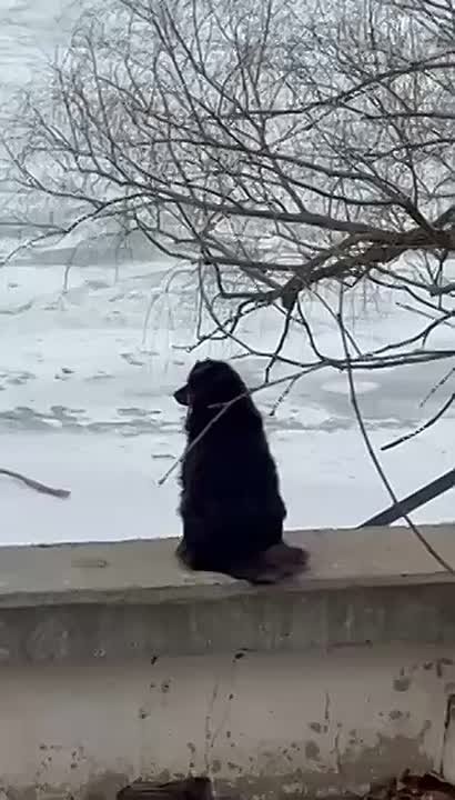 Пёсели завороженно глядят на скованный льдом Днестр