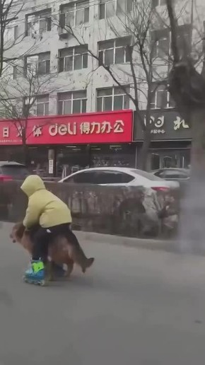 Пацан в Китае придумал самый гениальный способ передвижения — с помощью своей немецкой овчарки