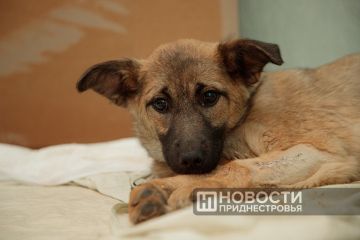 Щенок, которого спасли волонтёры «ЭкоПМР», ищет любящую семью