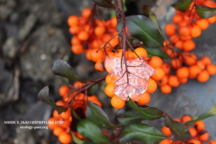 ������ ������ �� �������� ����������� �������������