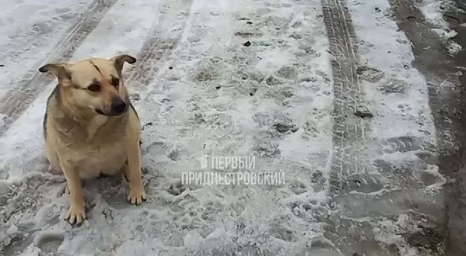 В период неблагоприятных погодных условий сотрудники Рыбницкого ДЭСУ оказали помощь приюту для животных «Белый Бим», обеспечив его 3-мя складометрами дров для отопления