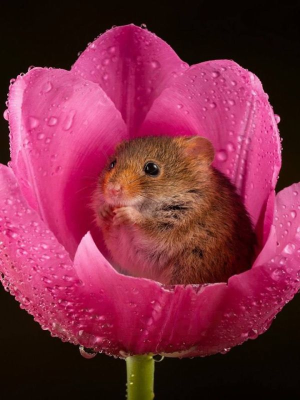 ������ ���: ����������� � ������� ������ � ��������� ������������