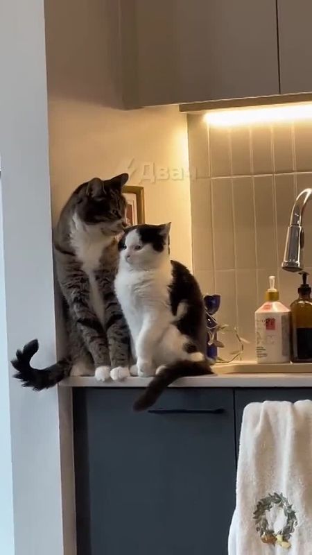 ������� ���������� ������������� ���� ��������