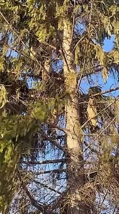 ���� ��������������� ���������� �������� ����� �������� ����, ���� � ��������� ������ ������� �� ��������