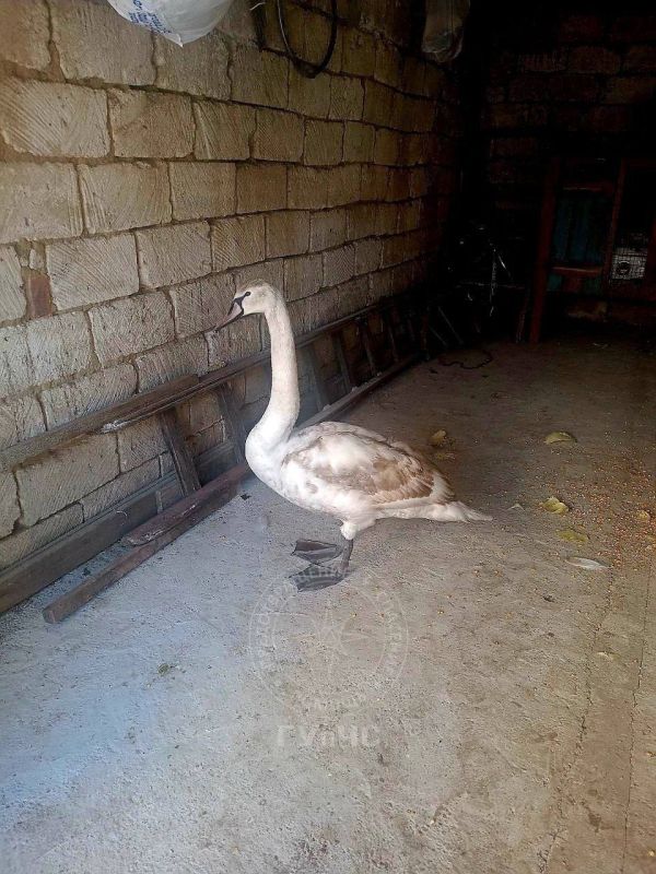 ��� ����� ������-�������� �������� �� ������� ������� ���� ������� ����������������� ������ � ��� ��������