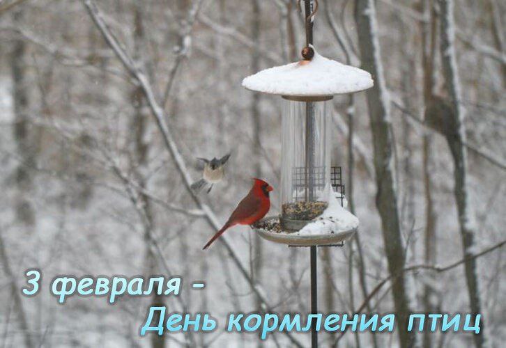 3 февраля – День кормления птиц