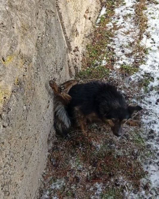 Собаку с грустными глазами увидела хозяйка магазина в Григориополе Собаку с грустными глазами увидела хозяйка магазина в Григориополе