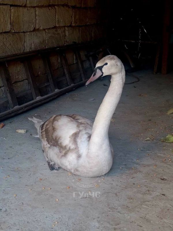 ������� ������ �������� �� ������� ������� ���� �������