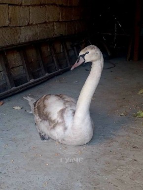 ������� ������ �������� �� ������� ������� ���� �������