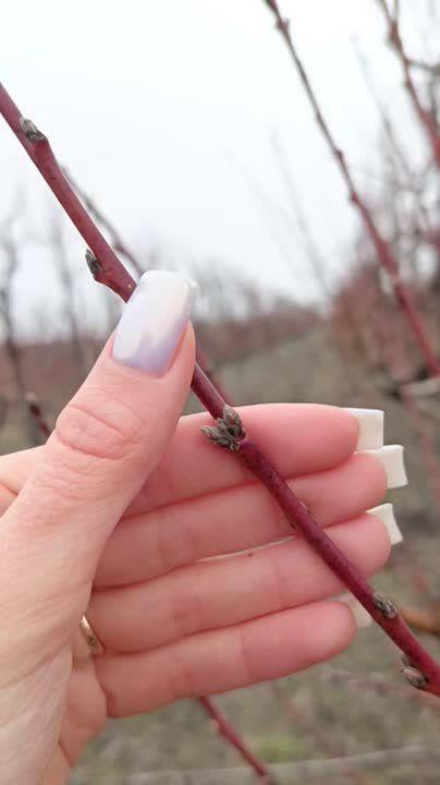 ��������, ����� � ������ �� ������� �� ����������, ������� ��������������� ��������