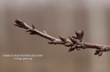 ��������� ����������� �������� ���������� ������������������