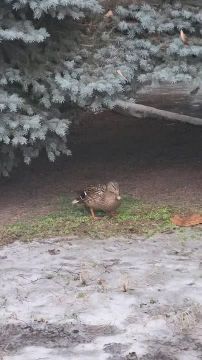 ���� � ���������� ����?. ����������