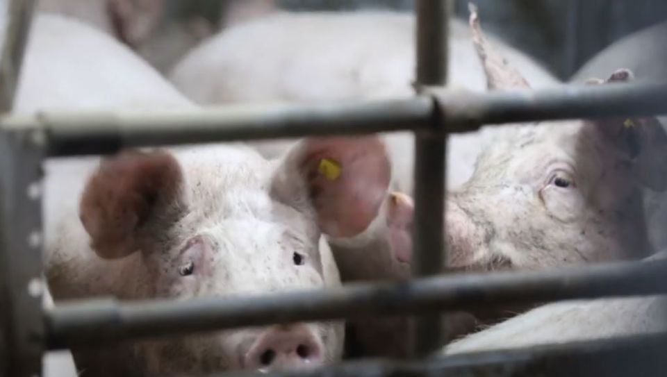 ���: ����� ���� � �������� ������