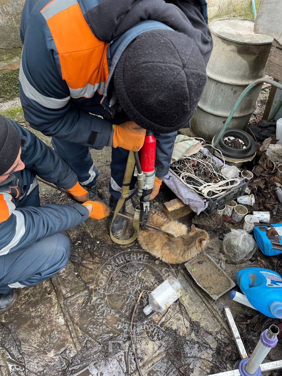 Нам важна каждая жизнь!. Сегодня спасатели помогли кошке и собаке В Бендерах женщина услышала лай в конце огорода Нам важна каждая жизнь!. Сегодня спасатели помогли кошке и собаке В Бендерах женщина услышала лай в конце огорода