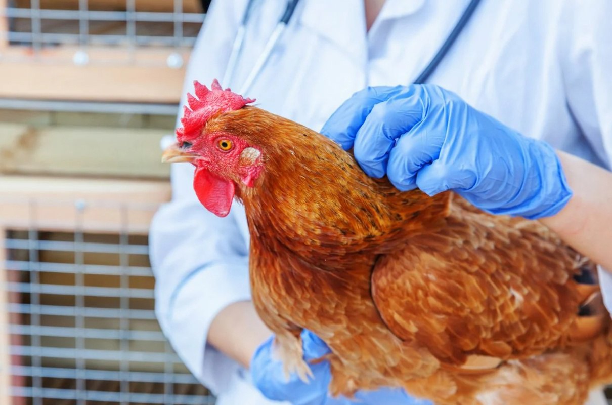 В соседней стране сохраняется неблагополучная ситуация по птичьему гриппу