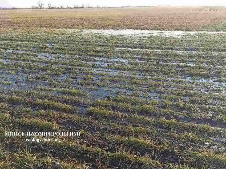 Минсельхозприроды ПМР сообщает о неблагоприятных условиях перезимовки озимых культур в Приднестровье Минсельхозприроды ПМР сообщает о неблагоприятных условиях перезимовки озимых культур в Приднестровье