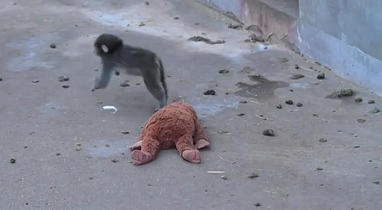 Грустная история макаки из Японии покорила сердца