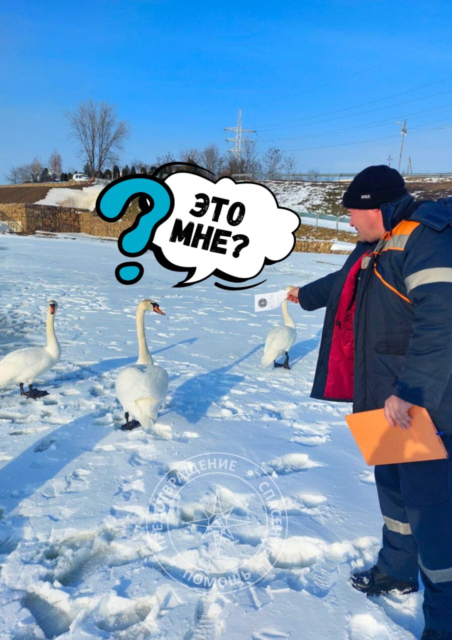 В Дубоссарском районе даже лебеди знают, что ходить по тающему льду опасно — хотя они и умеют плавать