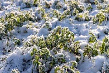 Пшеница, ячмень и рапс не пострадали из-за морозов