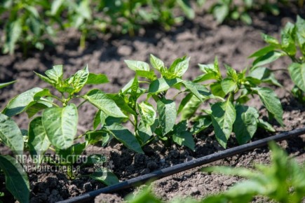 Поливной сезон 2025: в Минсельхозприроды подвели итоги