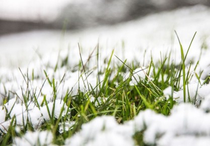 Мониторинг посевов озимых культур и многолетних насаждений в Приднестровье: гибели растений не зафиксировано