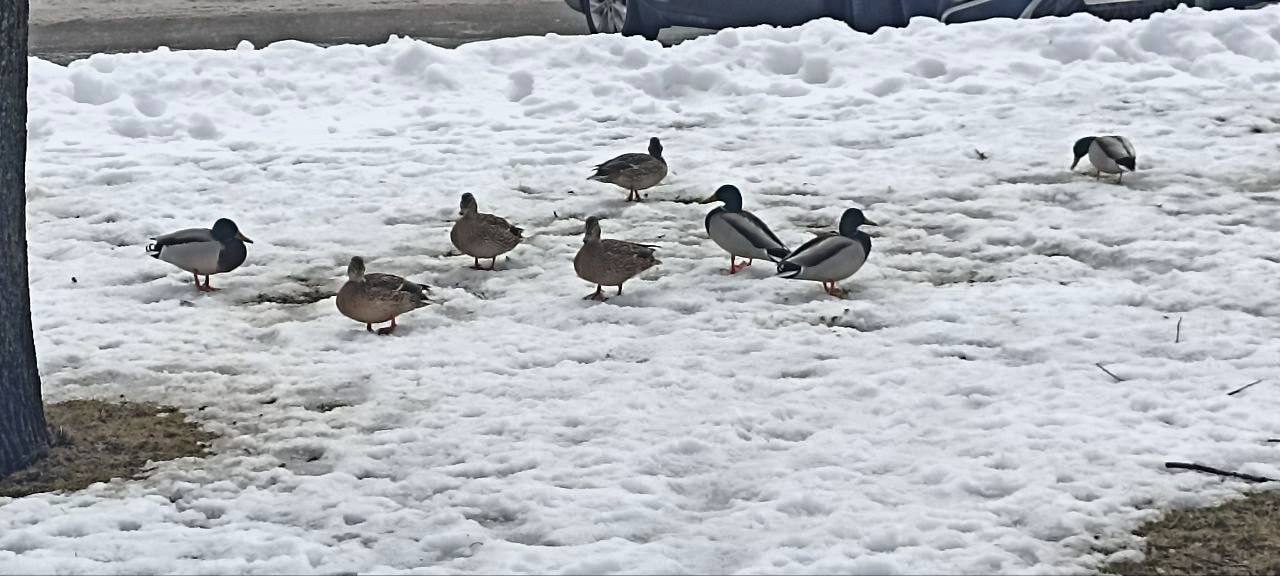 По Екатерининскому парку гуляют дикие утки По Екатерининскому парку гуляют дикие утки