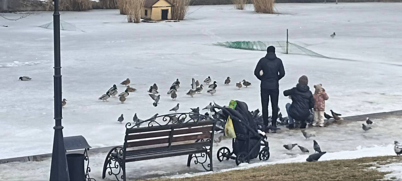 По Екатерининскому парку гуляют дикие утки По Екатерининскому парку гуляют дикие утки
