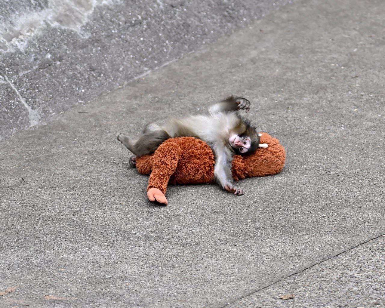 Google запустил «дождь из сердечек» для поклонников ставшего знаменитым детёныша японской макаки - Панча Google запустил «дождь из сердечек» для поклонников ставшего знаменитым детёныша японской макаки - Панча