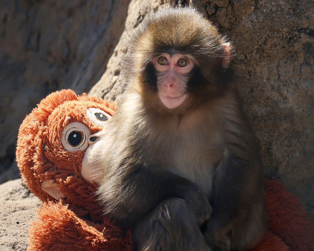 Google запустил «дождь из сердечек» для поклонников ставшего знаменитым детёныша японской макаки - Панча Google запустил «дождь из сердечек» для поклонников ставшего знаменитым детёныша японской макаки - Панча