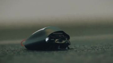 � �������� �������� ����� ������ - �������������� �����: