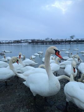 Дубоссарцы делятся фото и видео с лебедями