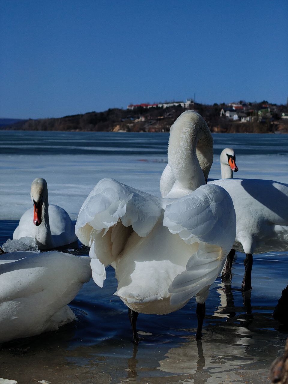 У лебедей своя весна на Дубоссарском водохранилище У лебедей своя весна на Дубоссарском водохранилище